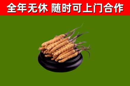 南岔县回收冬虫夏草